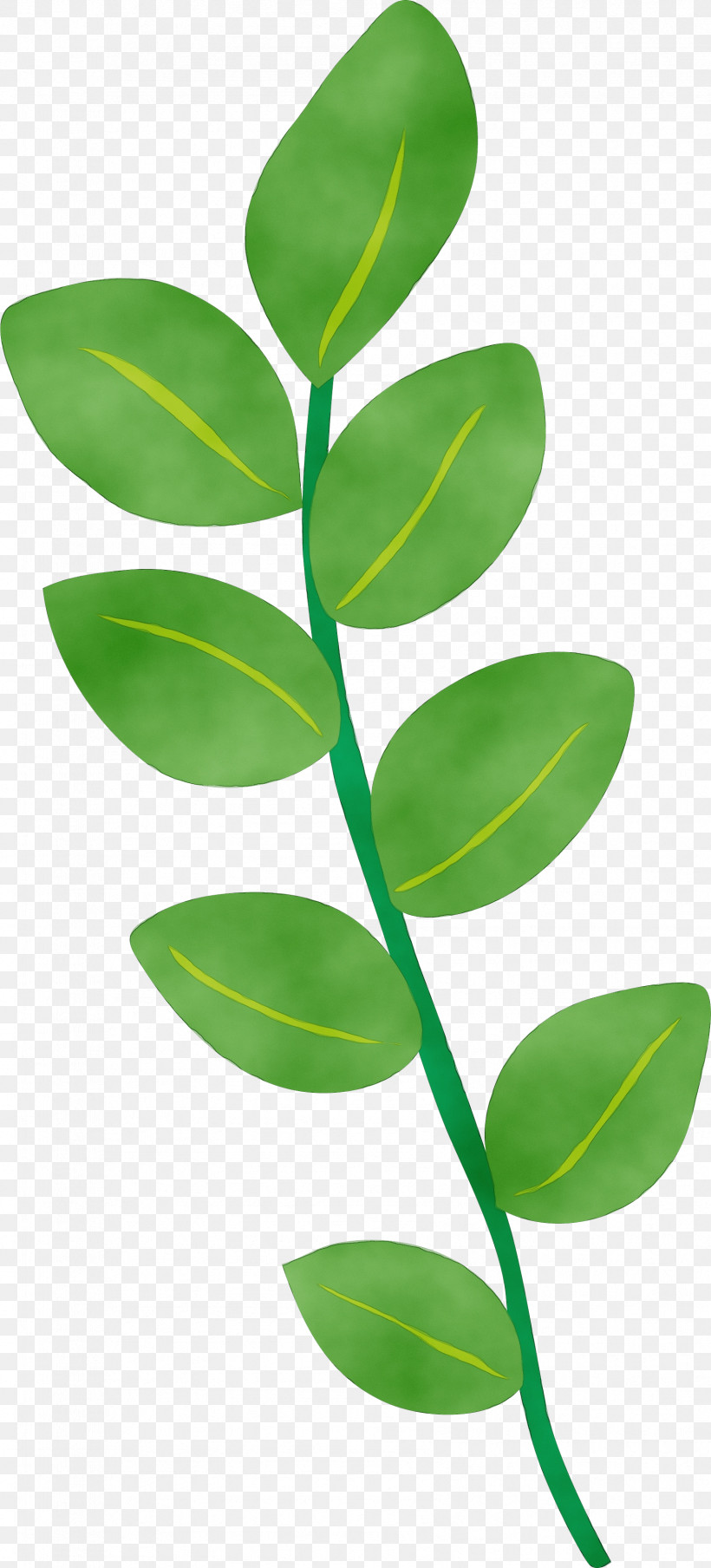 Leaf Plant Stem Hong Kong Food Drive Teacher, PNG, 1699x3748px, Watercolor, Coca, Comedy, Food Drive, Hong Kong Download Free