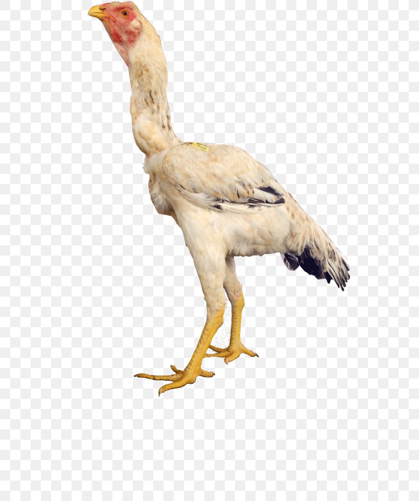Rooster Beak Vulture Fauna Feather, PNG, 551x980px, Rooster, Beak, Bird, Bird Of Prey, Chicken Download Free