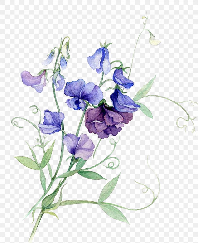 Watercolor Painting Flower Sweet Pea, PNG, 2700x3307px, Watercolor Painting, Art, Bellflower Family, Botanical Illustration, Branch Download Free