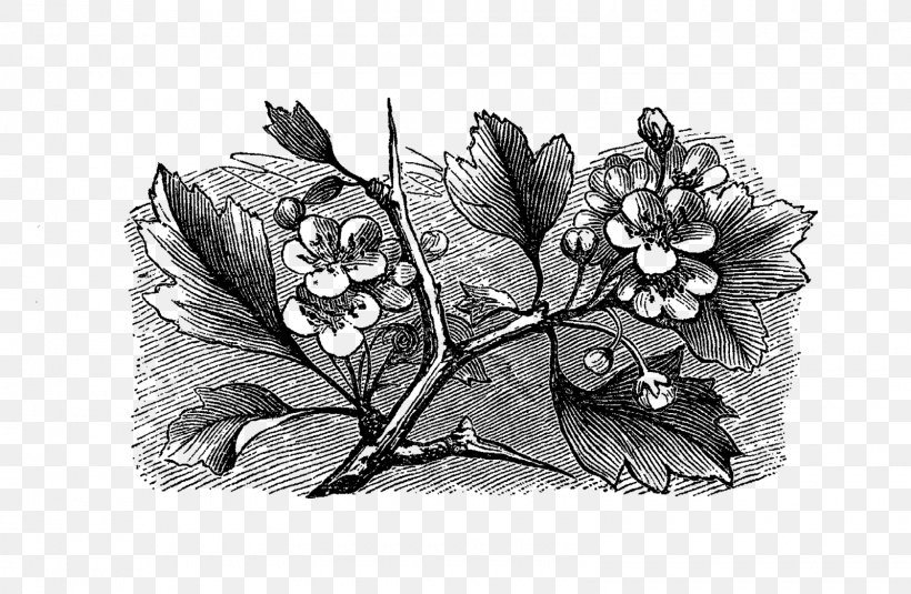 Drawing Leaf /m/02csf Flowering Plant White, PNG, 1600x1044px, Drawing, Artwork, Black And White, Flower, Flowering Plant Download Free