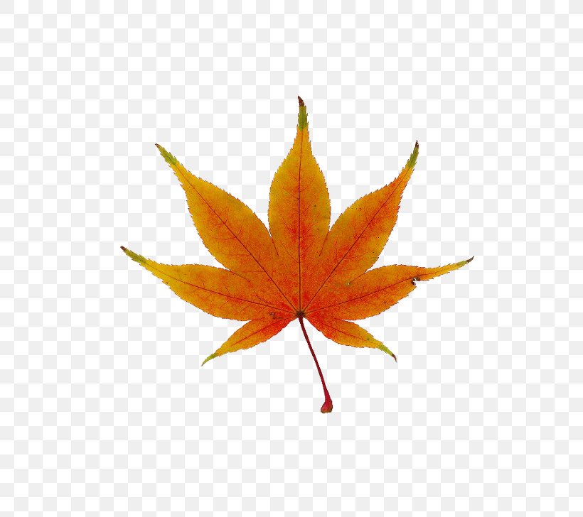 Japanese Maple Red Maple Maple Leaf Tree, PNG, 728x728px, Japanese Maple, Acer Japonicum, Autumn Leaf Color, Boxelder Maple, Leaf Download Free