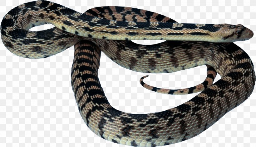 Snake King Cobra Reptile, PNG, 1936x1117px, Snake, Boa Constrictor, Boas, Colubridae, Eastern Diamondback Rattlesnake Download Free
