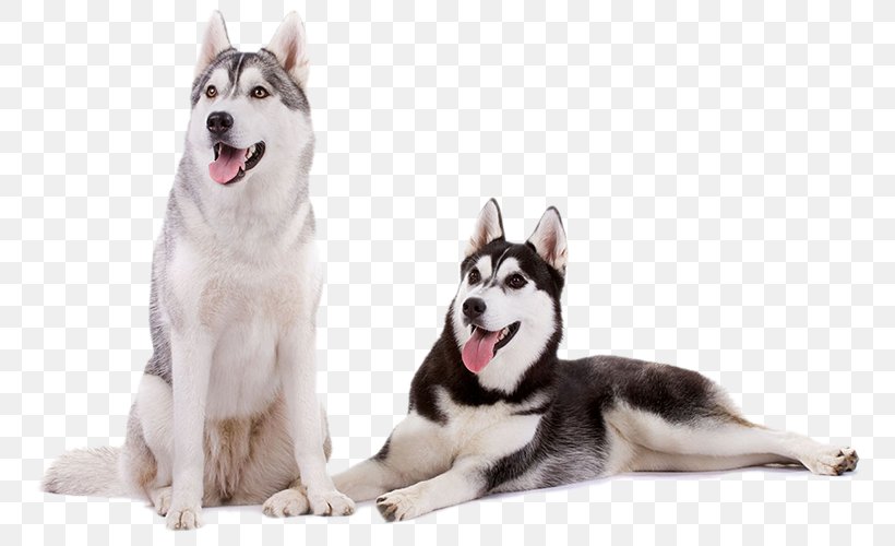 Miniature Siberian Husky Tamaskan Dog Canadian Eskimo Dog Seppala Siberian Sleddog Alaskan Malamute, PNG, 770x500px, Miniature Siberian Husky, Alaskan Klee Kai, Alaskan Malamute, Breed, Canadian Eskimo Dog Download Free