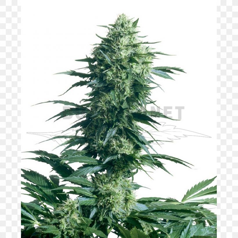 Sensi Seeds Autoflowering Cannabis Seed Bank Png 1000x1000px
