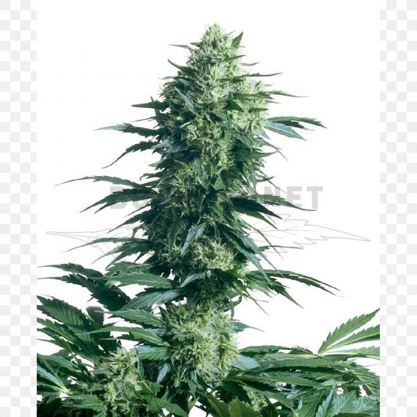 Sensi Seeds Autoflowering Cannabis Seed Bank, PNG, 1000x1000px, Sensi Seeds, Autoflowering Cannabis, Cannabis, Cannabis Cultivation, Cannabis Sativa Download Free