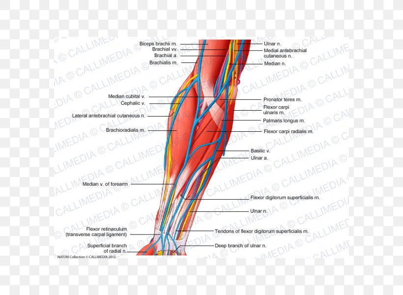 Anterior Compartment Of The Forearm Nerve Muscle Vein, PNG, 600x600px, Watercolor, Cartoon, Flower, Frame, Heart Download Free