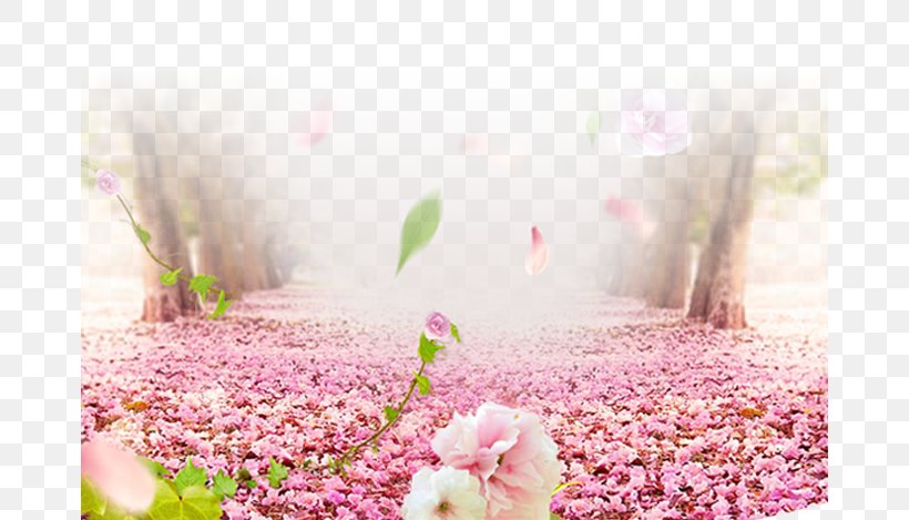 Cherry Blossom Flower, PNG, 674x469px, Cherry Blossom, Advertising, Blossom, Flora, Floral Design Download Free