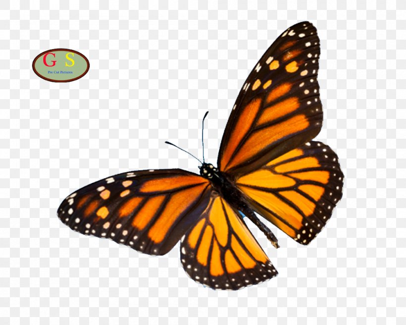 Monarch Butterfly Sanctuary Animal Migration Zazzle, PNG, 1000x800px, Butterfly, Animal, Animal Migration, Arthropod, Brush Footed Butterfly Download Free