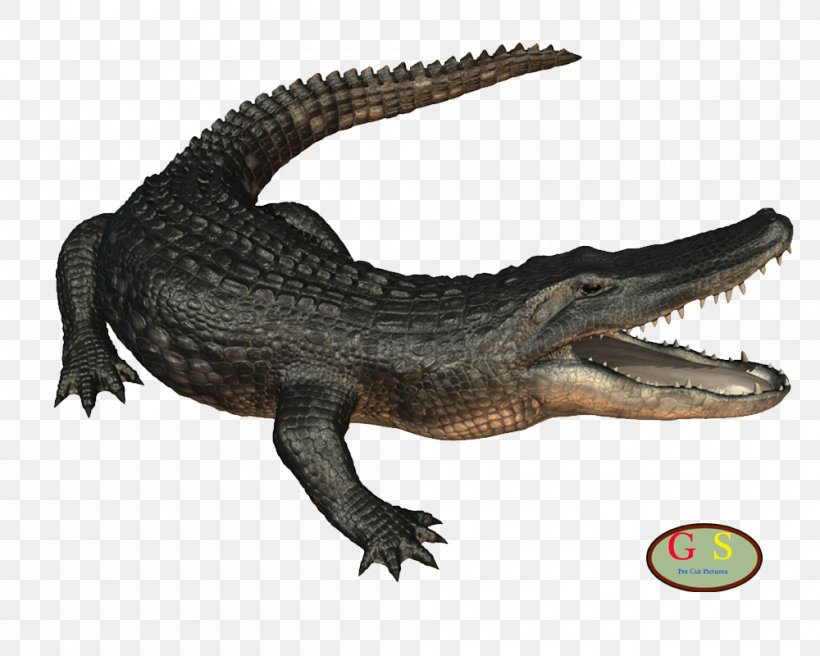 Nile Crocodile American Alligator Desktop Wallpaper, PNG, 1000x800px, Crocodile, Alligator, American Alligator, Crocodiles, Crocodilia Download Free