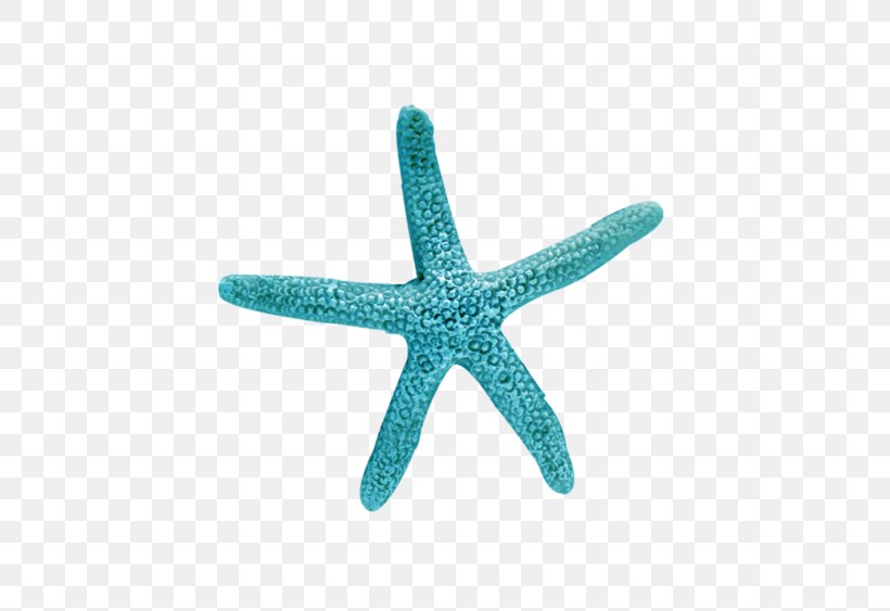 Starfish Blue Sea Turquoise, PNG, 658x563px, Starfish, Animal, Aqua, Blue, Color Download Free