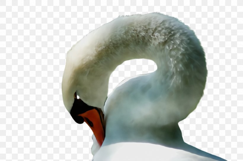 Swan Neck Head Water Bird Beak, PNG, 2452x1632px, Watercolor, Beak, Bird, Ducks Geese And Swans, Ear Download Free