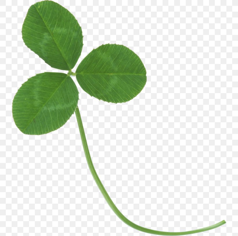Clover Clip Art, PNG, 740x811px, Clover, Archive File, Fourleaf Clover, Grass, Green Download Free