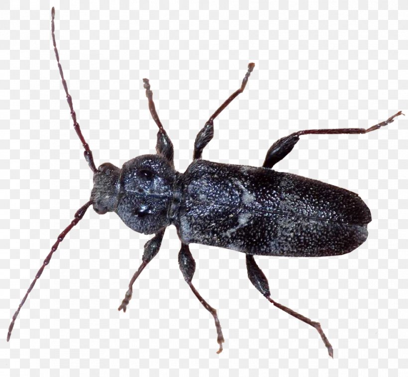Ground Beetle Weevil Longhorn Beetle K2, PNG, 983x908px, Beetle, Animal, Ant, Anthony Mcpartlin, Arthropod Download Free