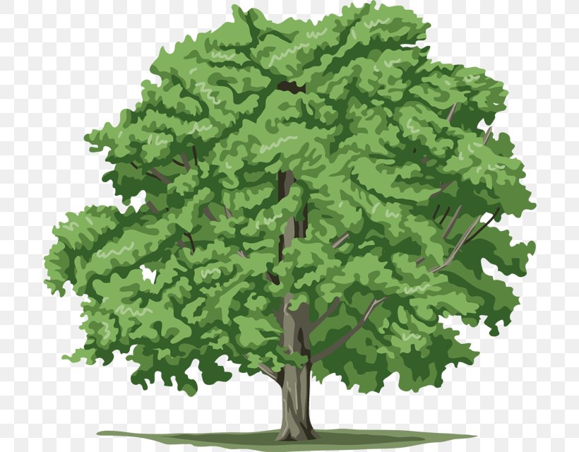 Tree Desktop Wallpaper, PNG, 700x640px, Tree, Biome, Branch, Conifer, Grass Download Free
