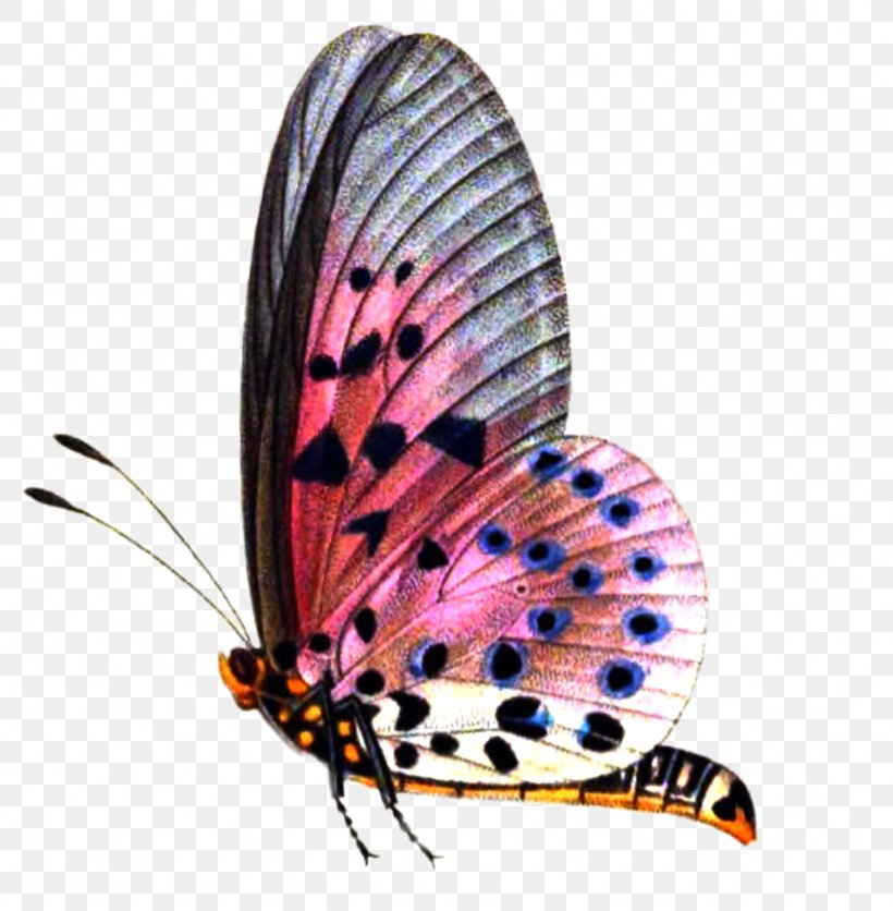 Butterfly Image Editing PicsArt Photo Studio, PNG, 1024x1044px, Butterfly, Arthropod, Brush Footed Butterfly, Butterfly Net, Editing Download Free