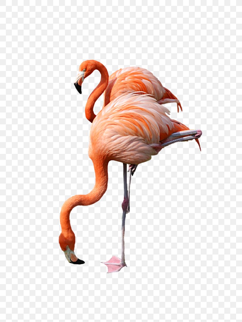 Flamingo Clip Art, PNG, 735x1088px, Flamingo, Beak, Bird, Hyperlink, Image File Formats Download Free