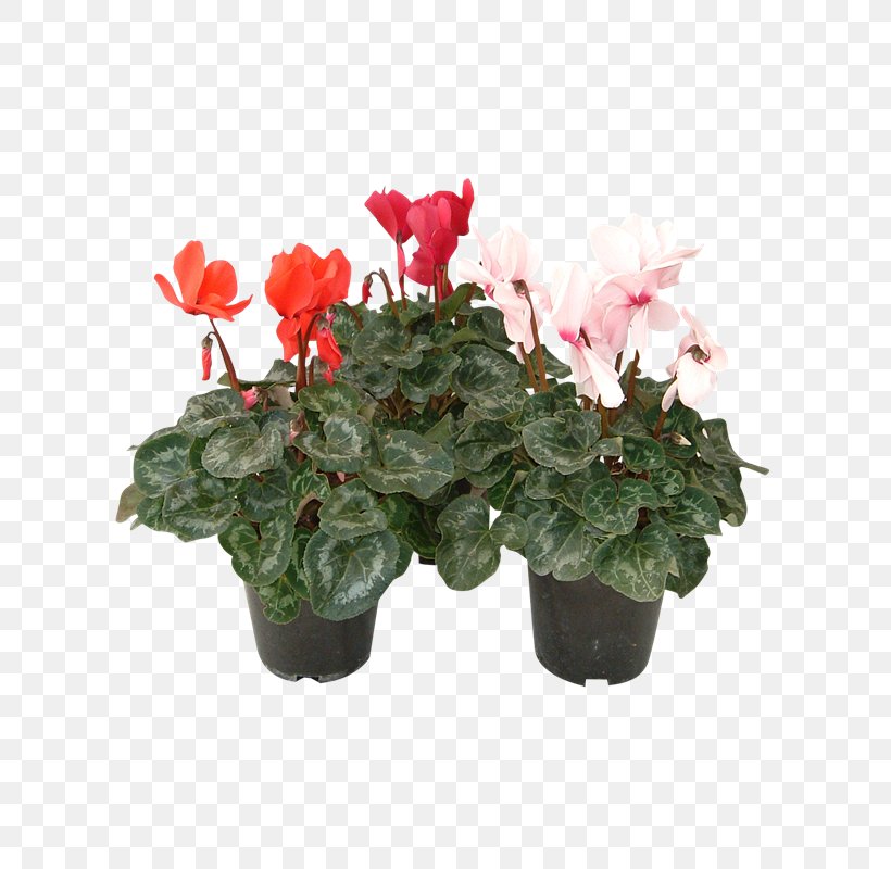 Cyclamen Flowerpot Houseplant Artificial Flower, PNG, 800x800px, Cyclamen, Annual Plant, Artificial Flower, Cut Flowers, Family M Invest Doo Download Free