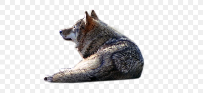 Gray Wolf PhotoScape, PNG, 500x375px, Gray Wolf, Black Wolf, Carnivoran, Dog Breed, Dog Like Mammal Download Free