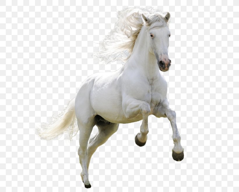 Horse Download Icon, PNG, 658x658px, Horse, Bridle, Horse Like Mammal, Horse Tack, Jpeg File Interchange Format Download Free