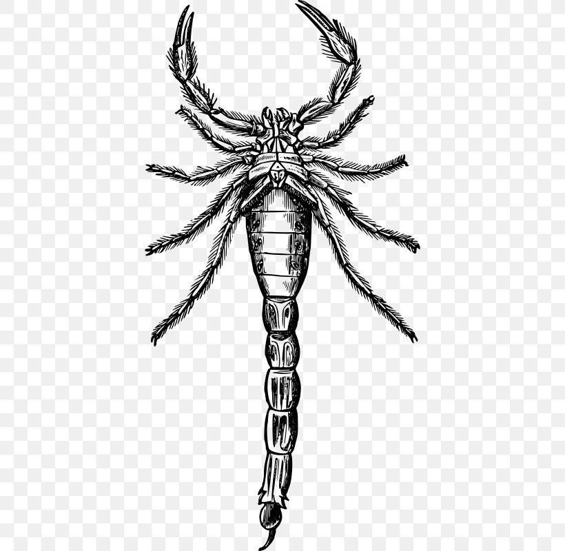 Scorpion Drawing Clip Art, PNG, 400x800px, Scorpion, Arachnid, Art, Arthropod, Black And White Download Free