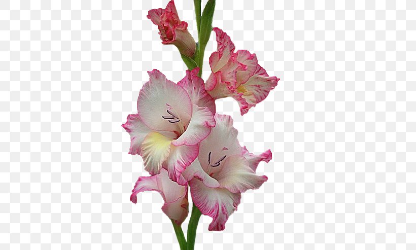 Gladiolus Cut Flowers Pink M, PNG, 740x493px, Gladiolus, Cut Flowers, Flower, Flowering Plant, Iris Download Free