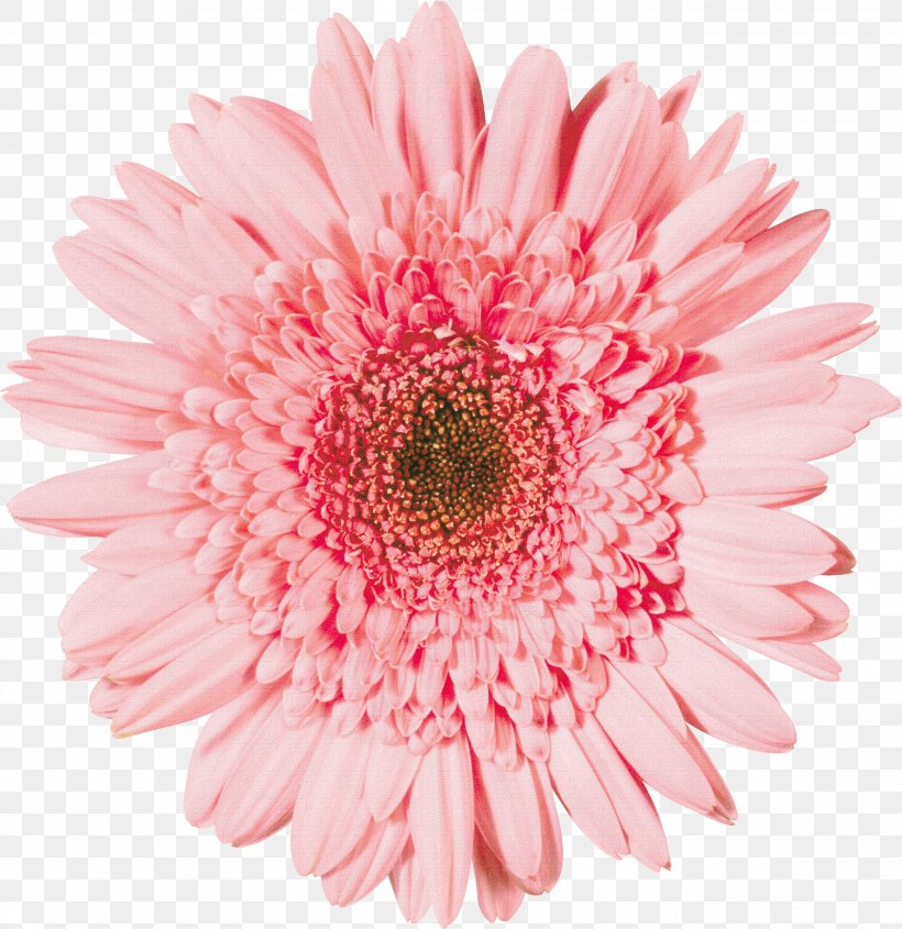 Transvaal Daisy Stock Photography Flower Depositphotos, PNG, 2714x2800px, Transvaal Daisy, Annual Plant, Artificial Flower, Aster, Asterales Download Free