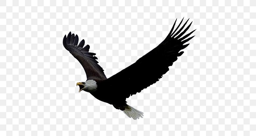 Bald Eagle Clip Art Golden Eagle, PNG, 600x437px, Bald Eagle, Accipitridae, Accipitriformes, Andean Condor, Beak Download Free