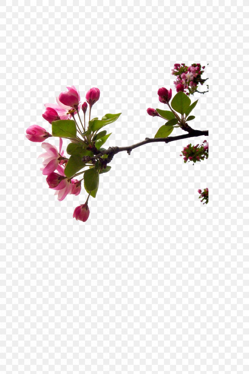 Blossom Cut Flowers Bud Twig Plant Stem, PNG, 1000x1500px, Blossom, Branch, Bud, Cherry, Cherry Blossom Download Free