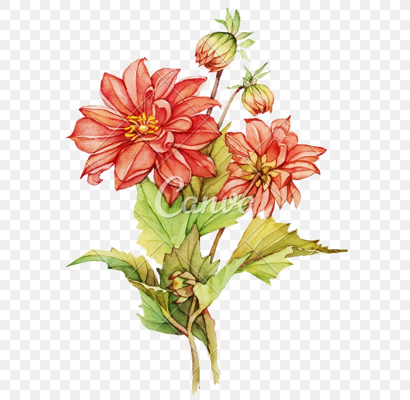 Flower Stock Photography Watercolor Painting Drawing, PNG, 622x800px, Flower, Alstroemeriaceae, Art, Chrysanths, Color Download Free