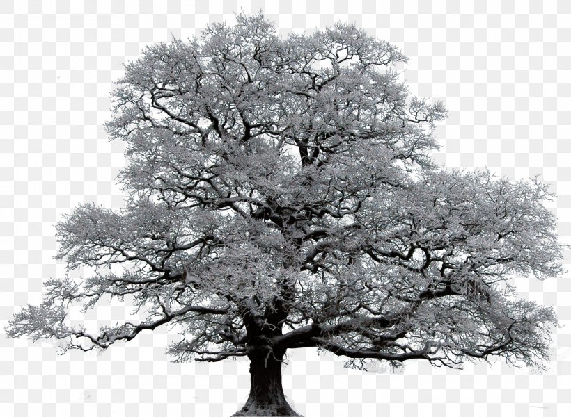 Tree Winter Oak Union Valley Royse City, PNG, 2220x1625px, Tree, Black And White, Branch, Garden, Illustrator Download Free