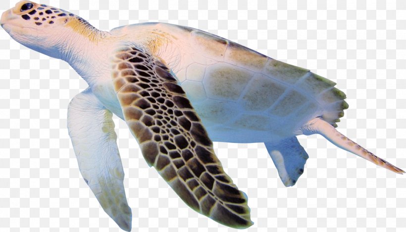 Turtle Cheloniidae Clip Art, PNG, 1497x857px, Turtle, Animal, Cheloniidae, Digital Image, Fauna Download Free