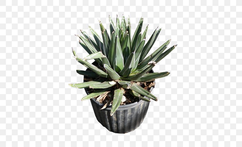 Agave Azul Succulent Plant Agave Angustifolia Agave Potatorum Agave Nectar, PNG, 500x500px, Agave Azul, Agave, Agave Angustifolia, Agave Nectar, Agave Potatorum Download Free
