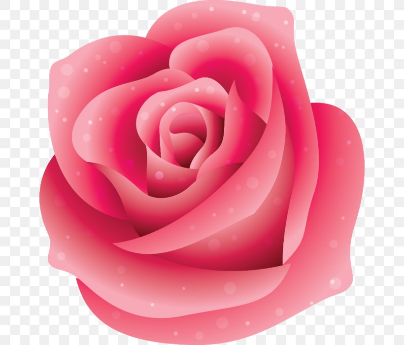 Garden Roses Pink Beach Rose, PNG, 660x700px, Garden Roses, Beach Rose, Blue, Cartoon, Close Up Download Free