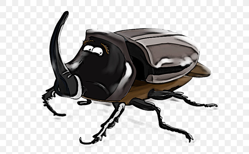 Insect Japanese Rhinoceros Beetle Rhinoceros Beetle Beetle Scarabs, PNG, 640x506px, Insect, Beetle, Dung Beetle, Japanese Rhinoceros Beetle, Rhinoceros Beetle Download Free