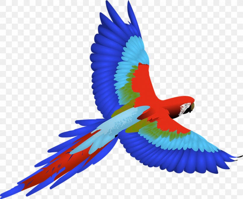 Parrot Bird Macaw Clip Art, PNG, 876x720px, Parrot, Beak, Bird, Bird Flight, Blueandyellow Macaw Download Free