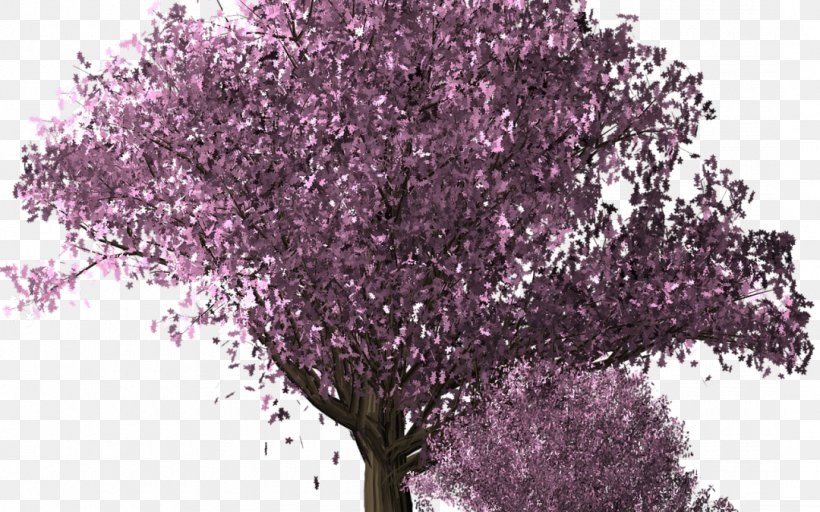 Cherry Blossom Tree, PNG, 1080x675px, Cherry Blossom, Blossom, Branch, Cherry, Computer Software Download Free