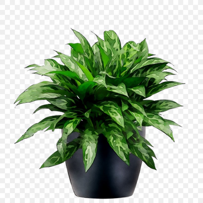 Flowerpot Leaf Houseplant Herb, PNG, 1035x1035px, Flowerpot, Anthurium, Fern, Flower, Flowering Plant Download Free
