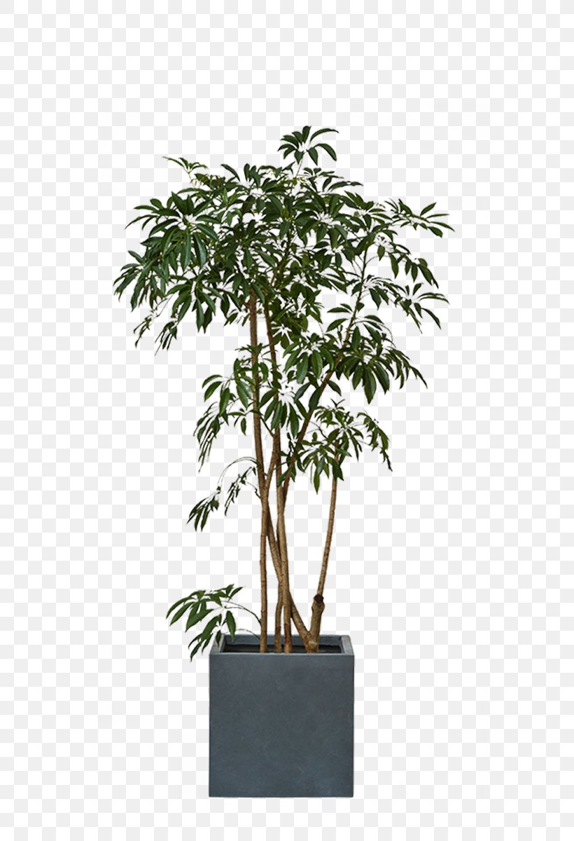 Flowerpot Tropical Woody Bamboos Houseplant Vase, PNG, 800x1200px, Flowerpot, Artificial Flower, Bonsai, Branch, Evergreen Download Free