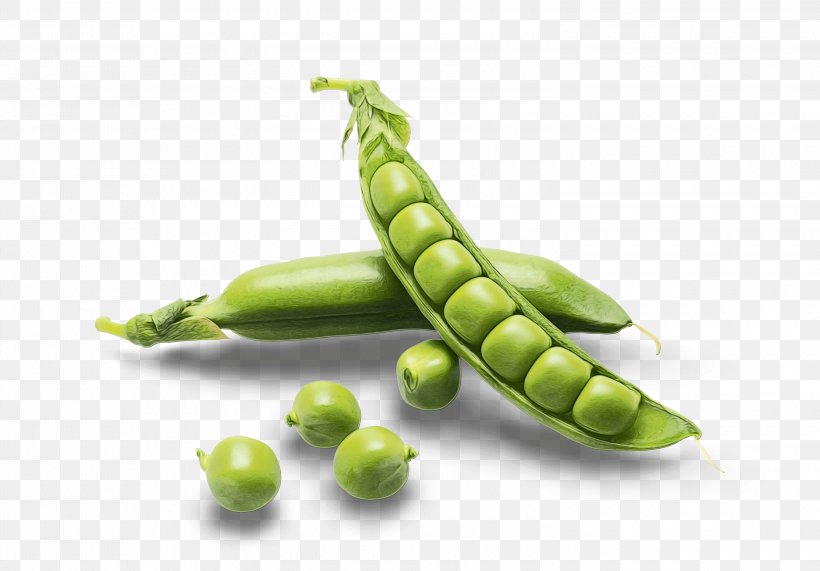 Vegetable Cartoon, PNG, 3000x2091px, Snap Pea, Bean, Broad Bean, Commodity, Food Download Free