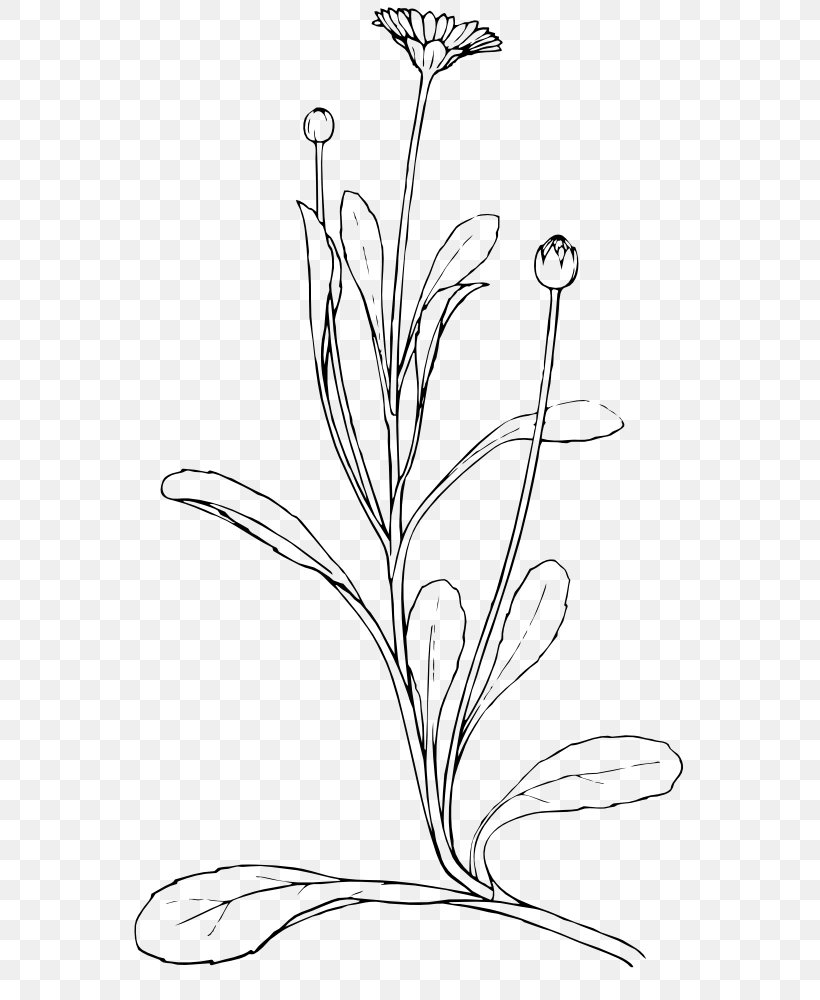Drawing Watercolor Painting Clip Art, PNG, 584x1000px, Drawing, Art, Black And White, Branch, Color Download Free