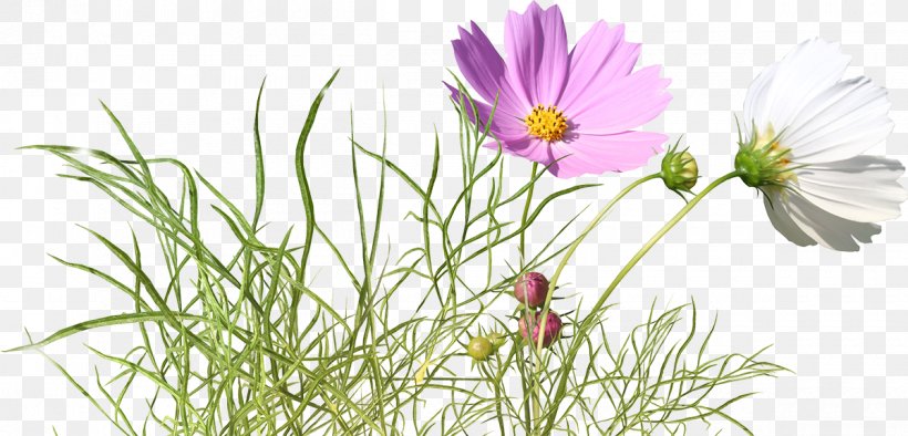 Garden Cosmos Flower 蝶恋花 Royalty-free, PNG, 1200x578px, Garden Cosmos, Annual Plant, Butterfly, Cosmos, Daisy Download Free