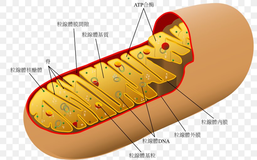 Mitochondrion Diagram Organelle Cell Eukaryote, PNG, 800x511px, Mitochondrion, Adenosine Triphosphate, Cell, Cell Membrane, Diagram Download Free