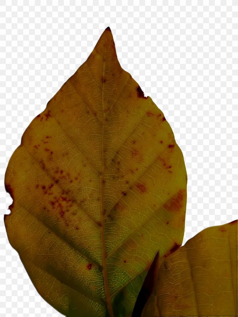 Plane, PNG, 1732x2308px, Leaf, Flower, Perennial Plant, Plane, Plant Download Free