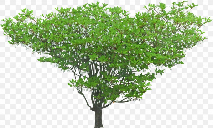 Shrub Tree Macizos De Flores Plant, PNG, 2601x1562px, Shrub, Branch, Enkianthus, Garden, Grass Download Free