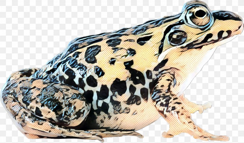 True Frog American Bullfrog Toad Edible Frog, PNG, 2230x1313px, Frog, American Bullfrog, Amphibian, Amphibians, Anaxyrus Download Free