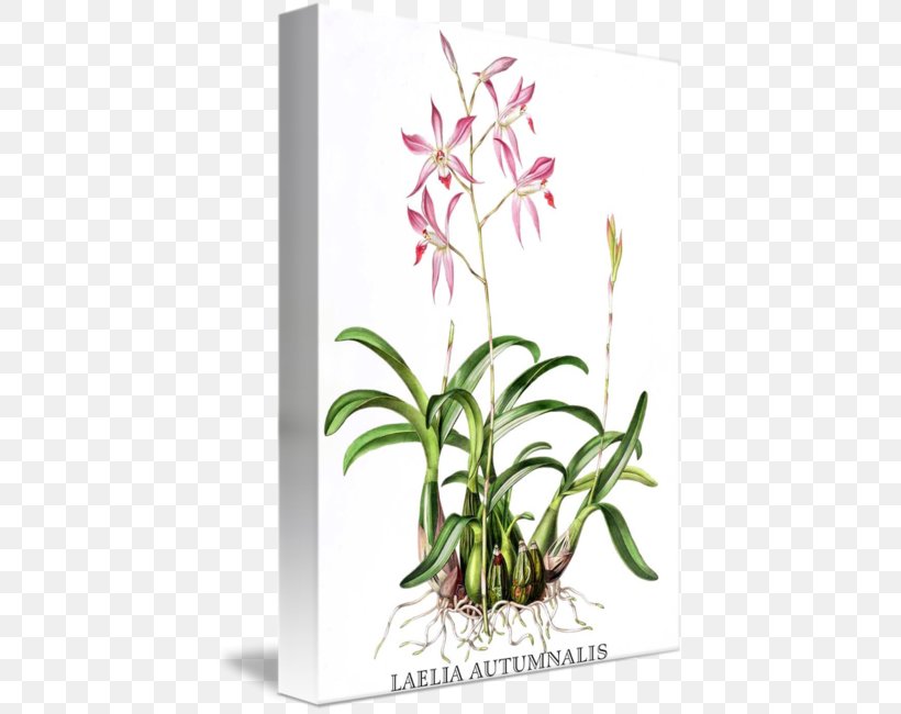 Orchids Botanical Illustration Laelia Autumnalis Painting, PNG, 426x650px, Orchids, Art, Botanical Illustration, Botany, Cattleya Download Free