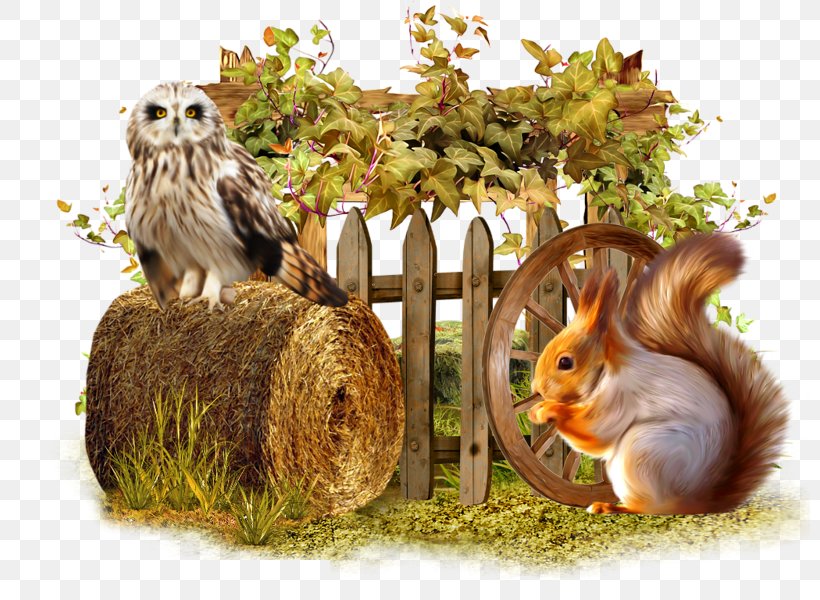 Squirrel Blog, PNG, 800x600px, 2015, Squirrel, Annoyance, Blog, Email Download Free