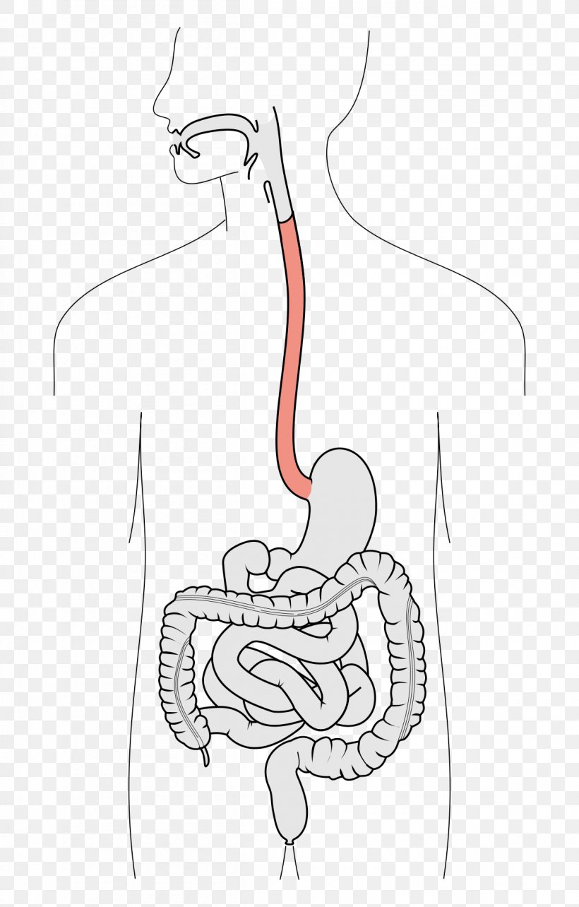 Barrett's Esophagus Swallowing Function Human Digestive System, PNG, 1200x1880px, Watercolor, Cartoon, Flower, Frame, Heart Download Free