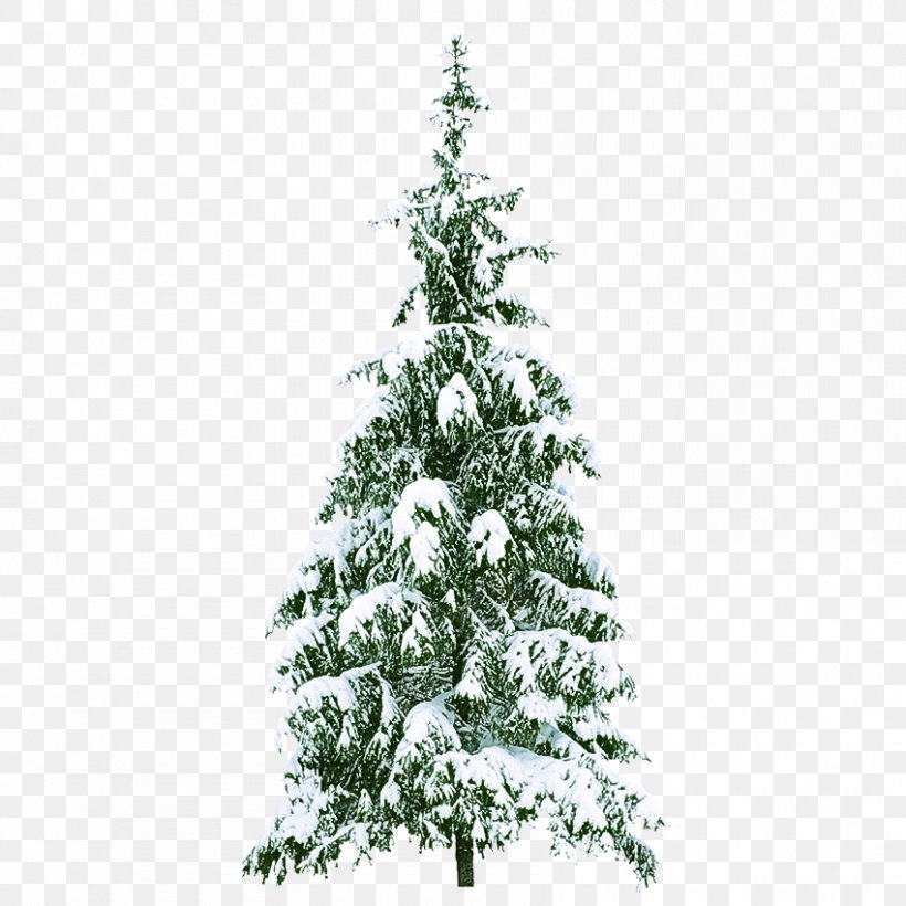 Christmas Tree, PNG, 850x850px, Tree, Balsam Fir, Canadian Fir, Christmas Tree, Colorado Spruce Download Free