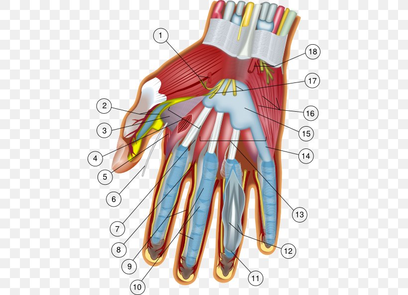Hand Wrist Anatomy Carpal Bones Finger, PNG, 468x594px, Watercolor, Cartoon, Flower, Frame, Heart Download Free